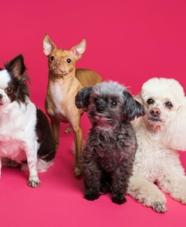 Arastirma-Sonucu-14-Kopek-Irkinda-Solunum-Rahatsizligi-Riski-featured