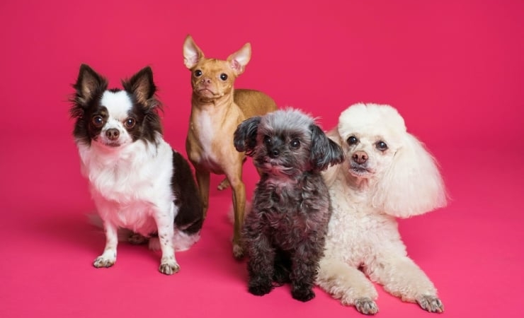 Arastirma-Sonucu-14-Kopek-Irkinda-Solunum-Rahatsizligi-Riski-featured