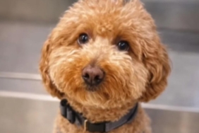 Havalimaninda-kopegini-terk-eden-kadin-gozaltina-alindi-featured