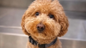 Havalimanında köpeğini terk eden kadın gözaltına alındı