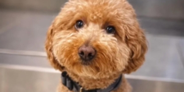 Havalimaninda-kopegini-terk-eden-kadin-gozaltina-alindi-featured