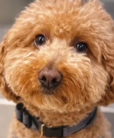 Havalimaninda-kopegini-terk-eden-kadin-gozaltina-alindi-featured