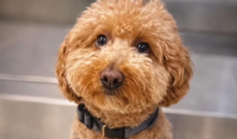 Havalimaninda-kopegini-terk-eden-kadin-gozaltina-alindi-featured