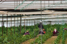 Tarim-UFE-Ocak-Ayinda-Ucusa-Gecti-Uretici-Enflasyonu-Yuzde-846-Artti-featured