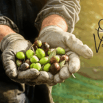 oli_vogue_zeytinyagi