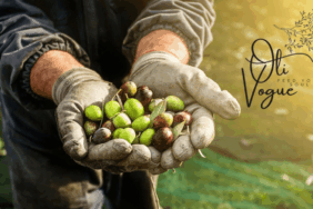 oli_vogue_zeytinyagi