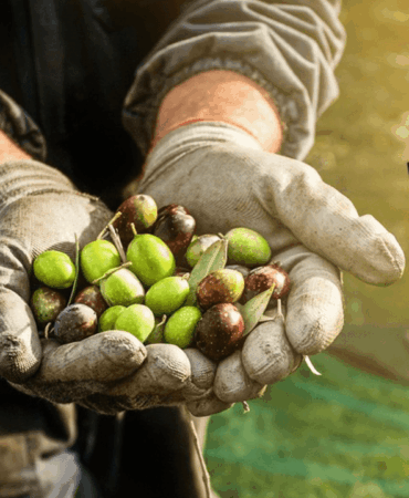 oli_vogue_zeytinyagi