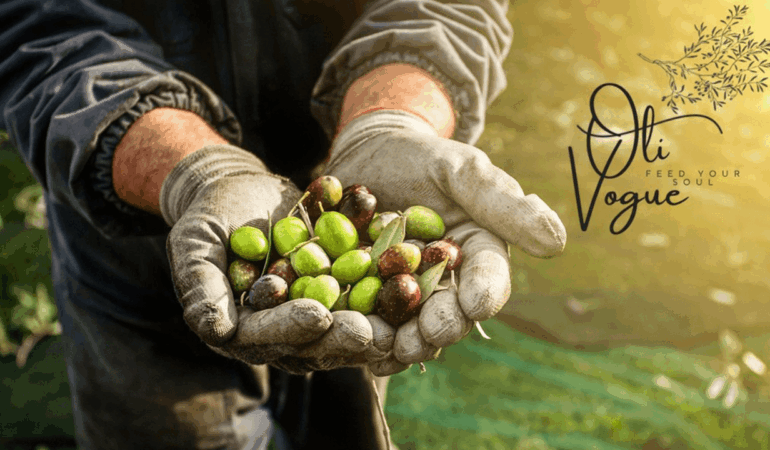 oli_vogue_zeytinyagi