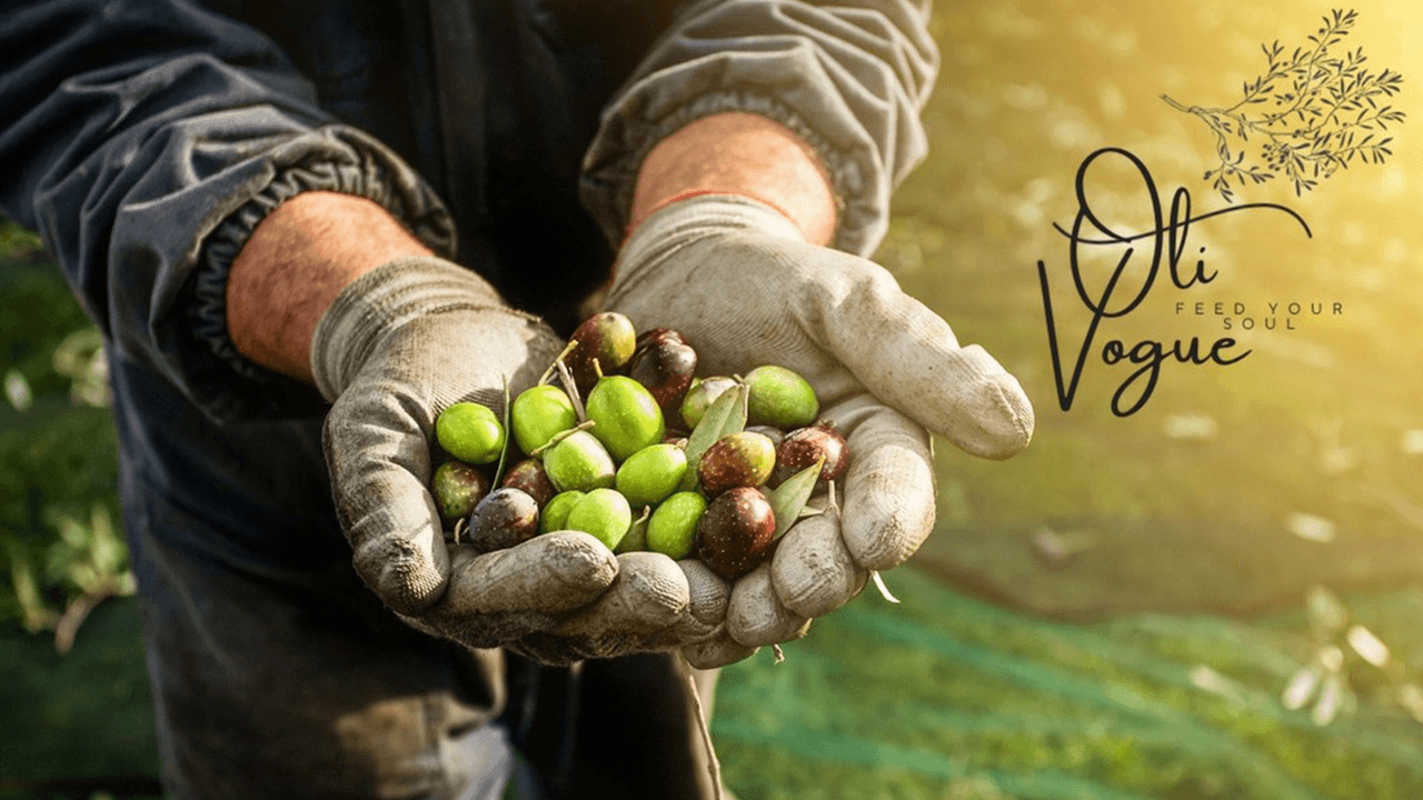 oli_vogue_zeytinyagi